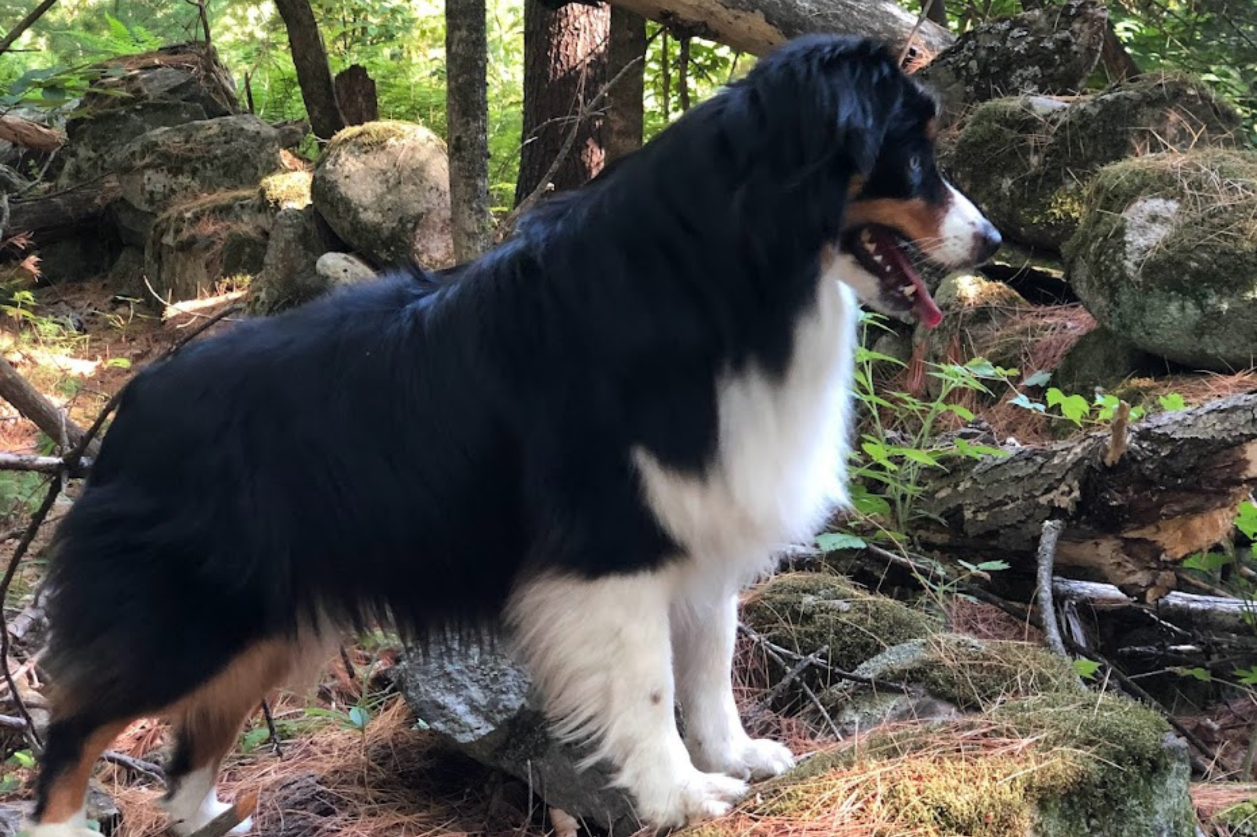 Glamping with pets