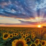 Sunflowe